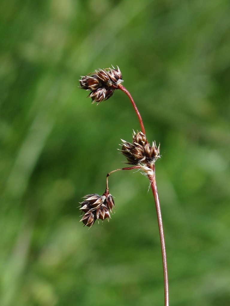 Luzula campestris